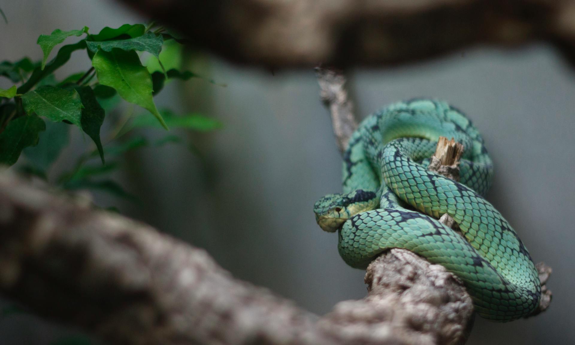 Close-Up Photograph of a Sri Lankan Pit Viper