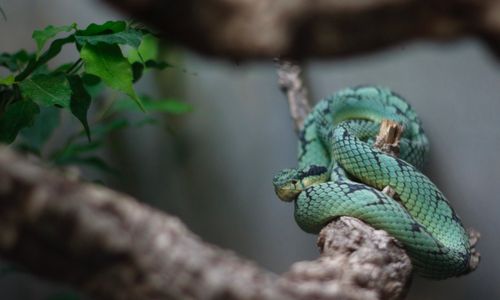 Free A close-up image of a viper resting on a branch, showcasing its vibrant green scales and natural habitat. Stock Photo