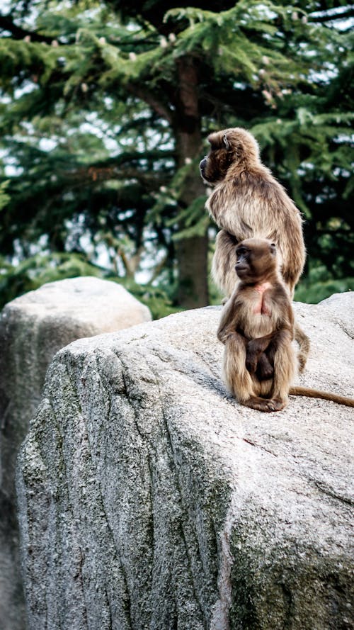 Brown Monkeys on Gray Rock