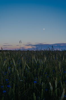 黄昏时分，宁静的麦田开满了矢车菊，月亮从蓝天上升起