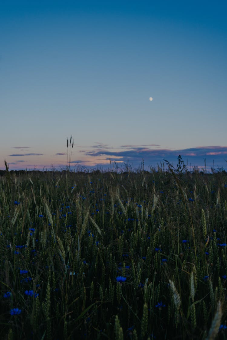 Blue Cornflowers And Brown Wheat Plants