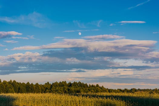 宁静的乡村里，麦田与树木在充满活力的夜空下静立，月光依稀可见