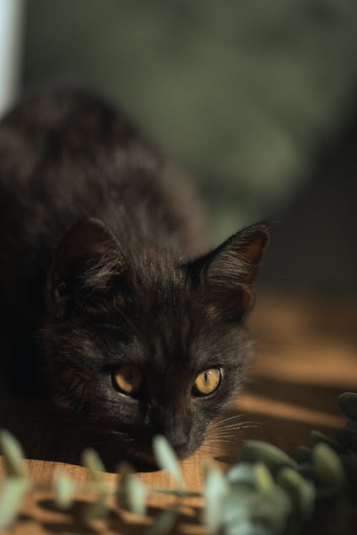 Ingyenes stockfotó háziasított macska, macska témában