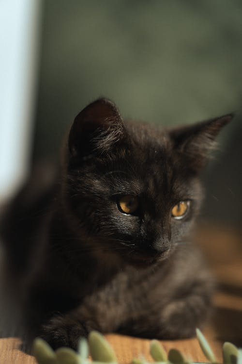 Ingyenes stockfotó háziasított macska, macska témában