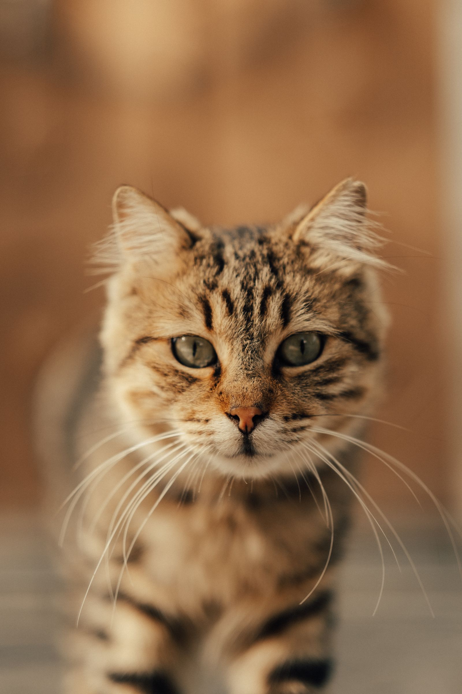 Retrato de gato