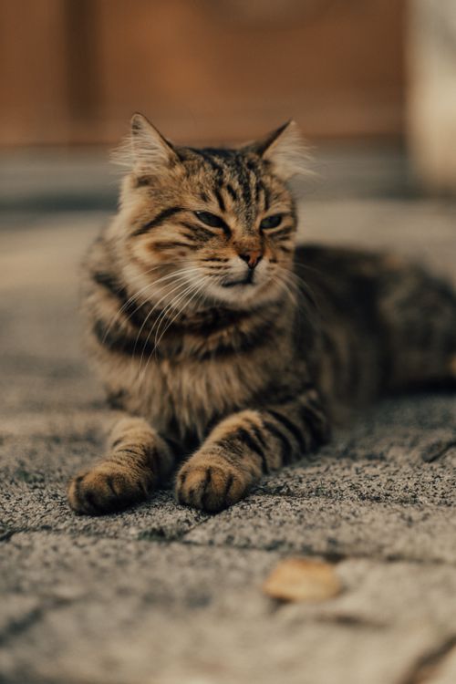 Free A cute tabby cat lounging on a sunny sidewalk, showcasing its furry coat. Stock Photo