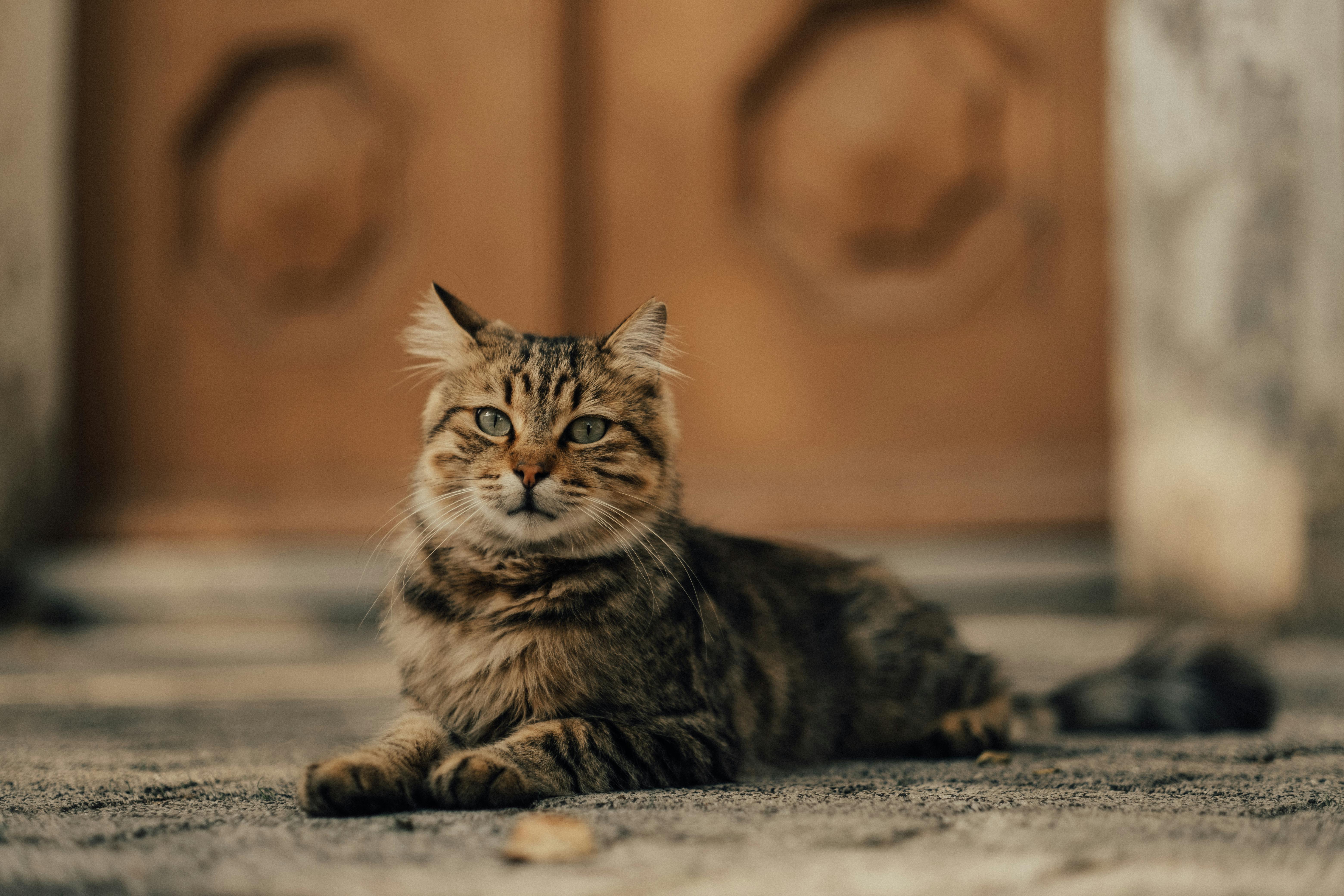 cat laying on a sidewalk