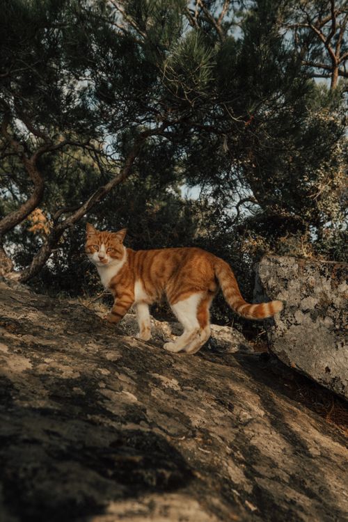 Free Orange tabby cat walking gracefully on a rocky forest terrain under the sunlight. Stock Photo