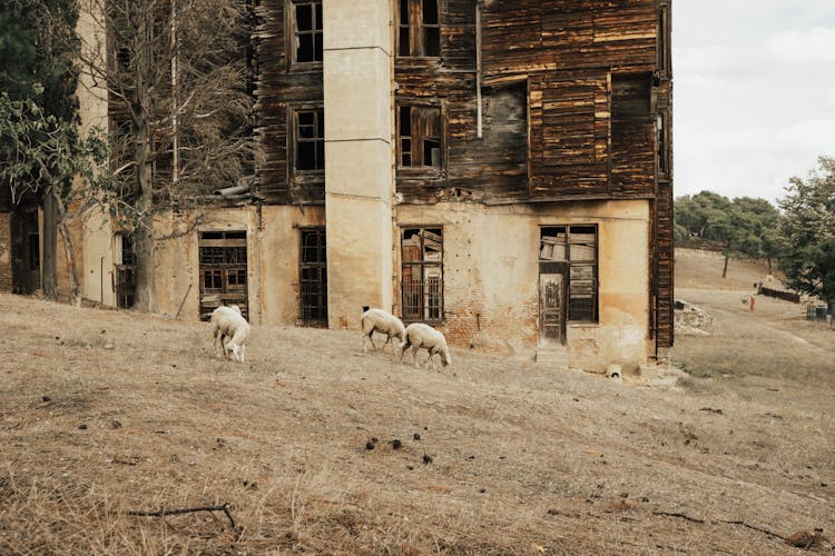 Sheep By Decaying Wooden House