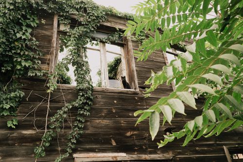 Free Rustic wooden house with ivy and cat in window, surrounded by lush green leaves. Stock Photo