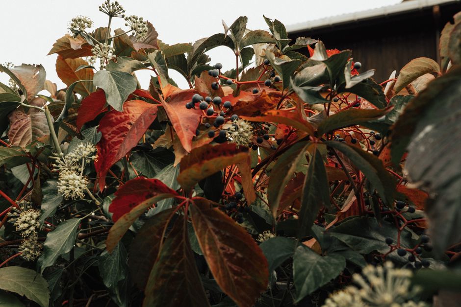 Ripened pumpkins amidst autumn foliage Ripened pumpkins amidst autumn foliage