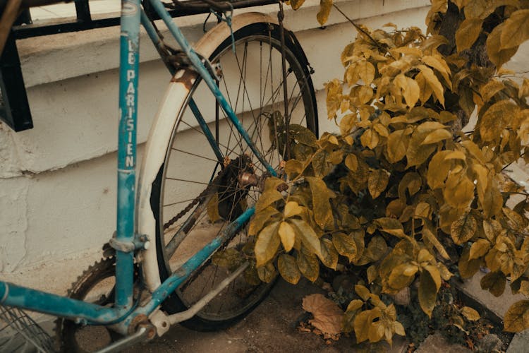 A Bicycle Wheel Near Green Leaves