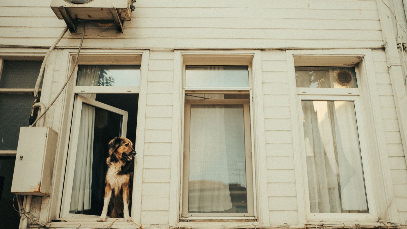 Using a Dog's Own Instincts to House Train Faster