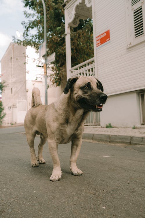Photograph of a Dog Near a White Building