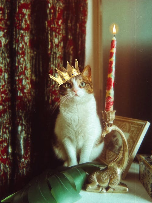 Free Funny Picture of a Cat in a Crown Sitting Next to a Candle  Stock Photo