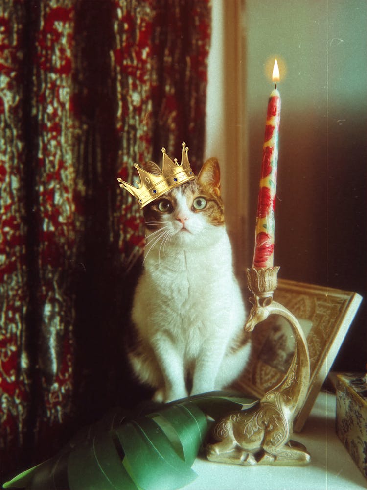 Funny Picture Of A Cat In A Crown Sitting Next To A Candle 