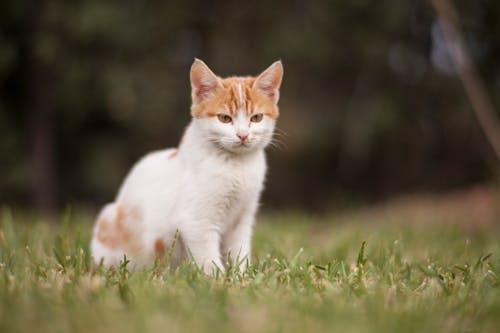 緑の芝生のフィールドに白と茶色の猫