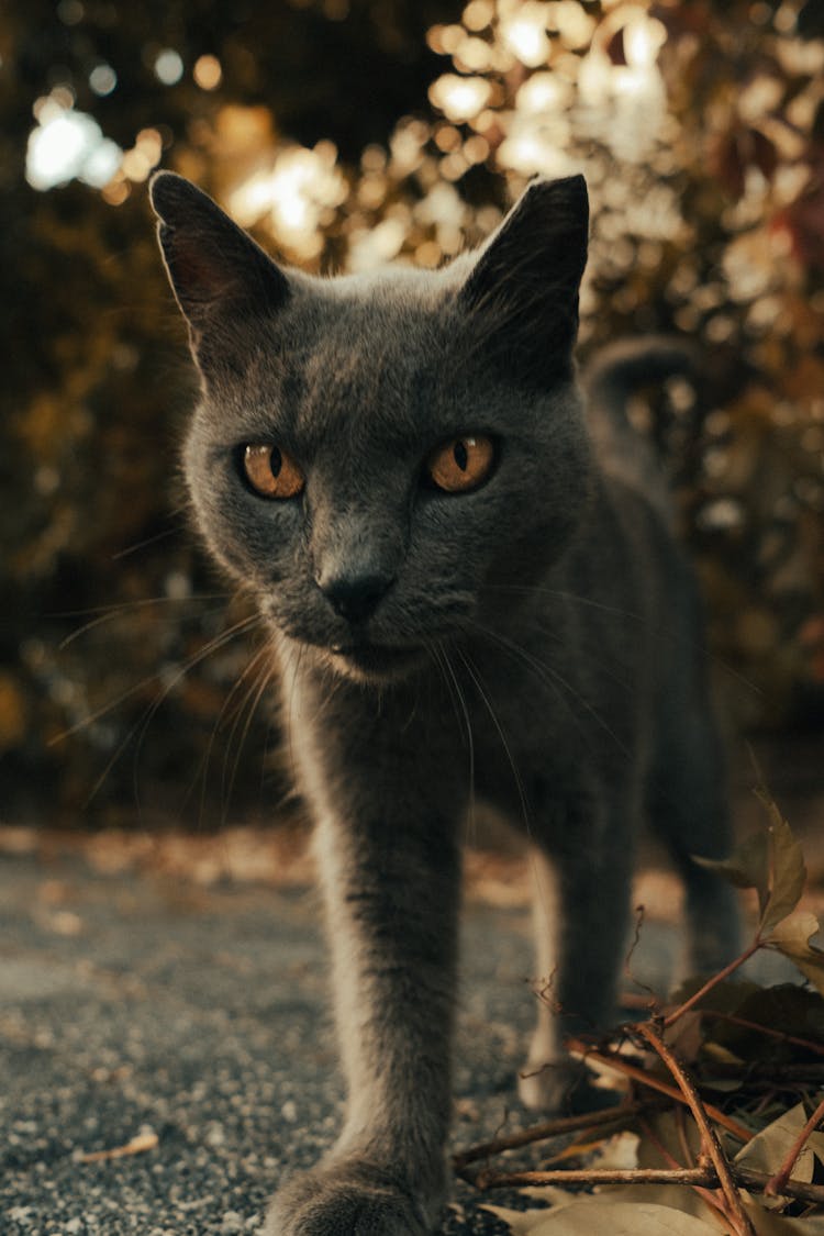 Grey Cat Walking Outdoors