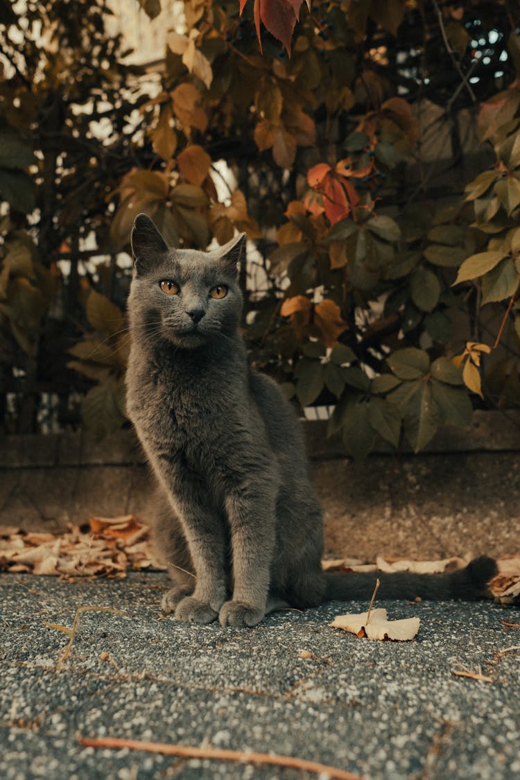 Grey Cat Sitting On Fall Ground