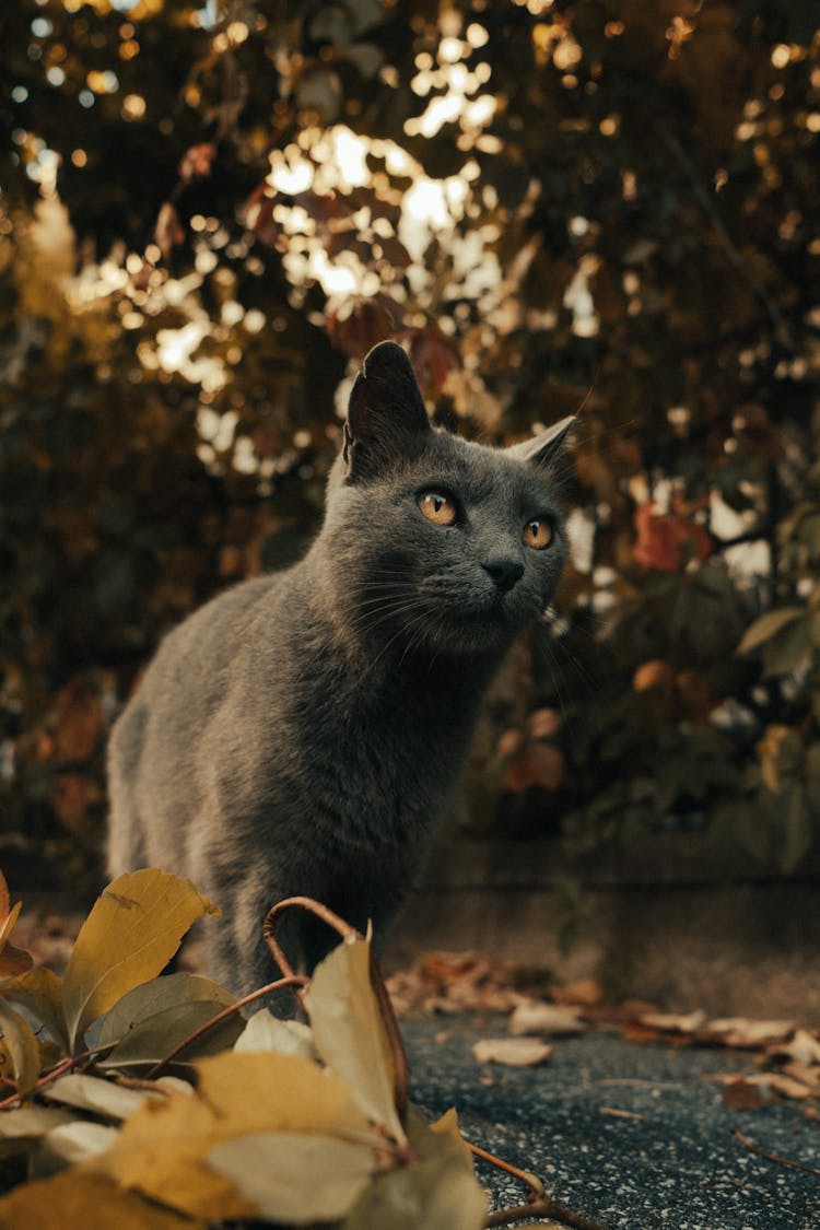 Grey Cat Sitting On Fall Ground