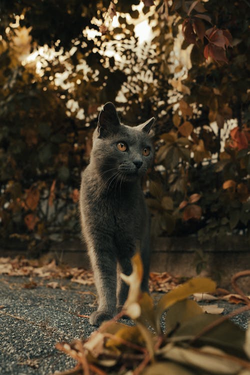 Grey Cat Walking Outdoors