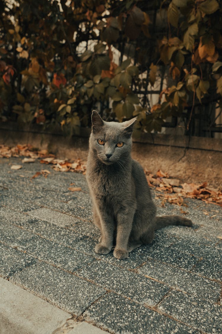 Cat Sitting On Ground Outdoors