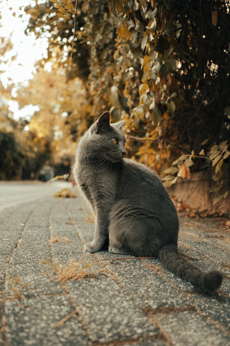 Grey Cat Sitting On Ground In Fall Park