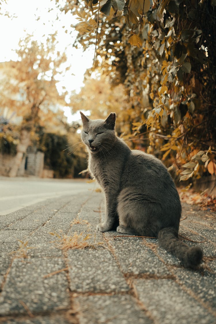 Cat Sitting On Ground On Fall Street