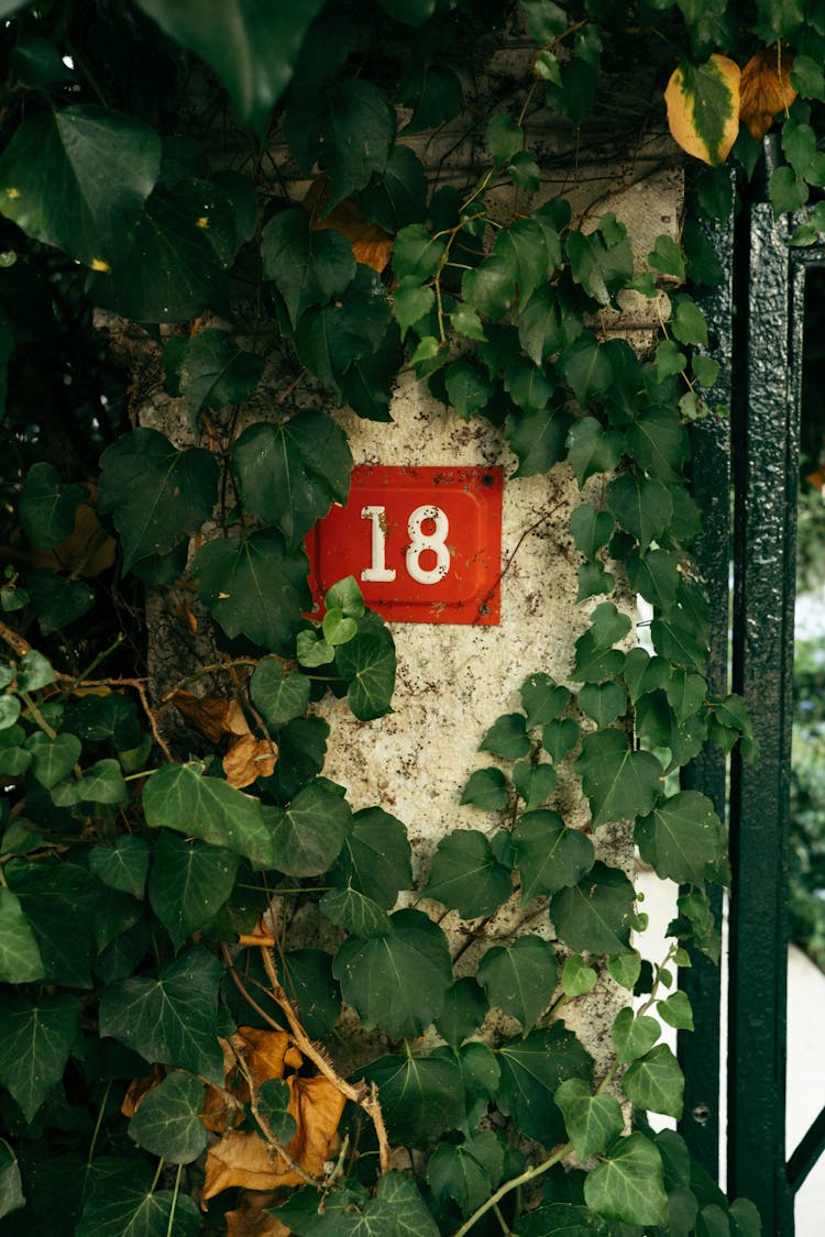 Retro House Sign On Wall In Plants