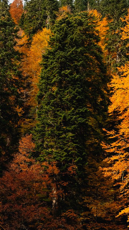 Free Lush green and orange trees in an autumn forest in Estosadok, Russia. Stock Photo