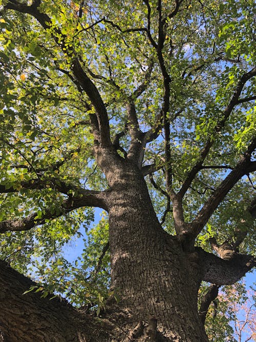 Big Tree with Green Leaves