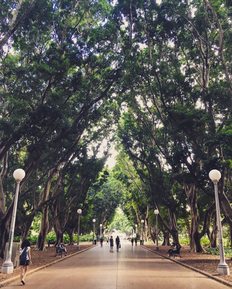 Tree Lined Walkway In Hyde Park, Sydney Australia