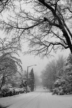 A serene black and white photo of a snow-covered street lined with bare trees during winter.