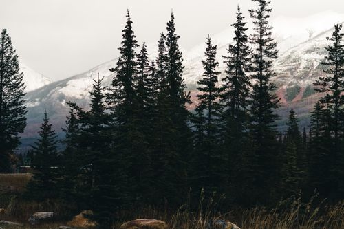 Free Stunning conifer forest with snow-capped mountains in Jasper National Park, Alberta, Canada. Stock Photo