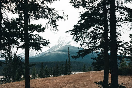 Scenic view of snow-capped mountain and trees in Jasper National Park, Alberta.