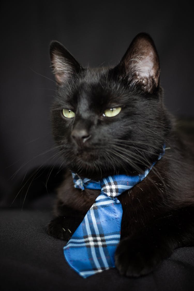 Close Up Photo Of Funny Black Cat With Blue Necktie