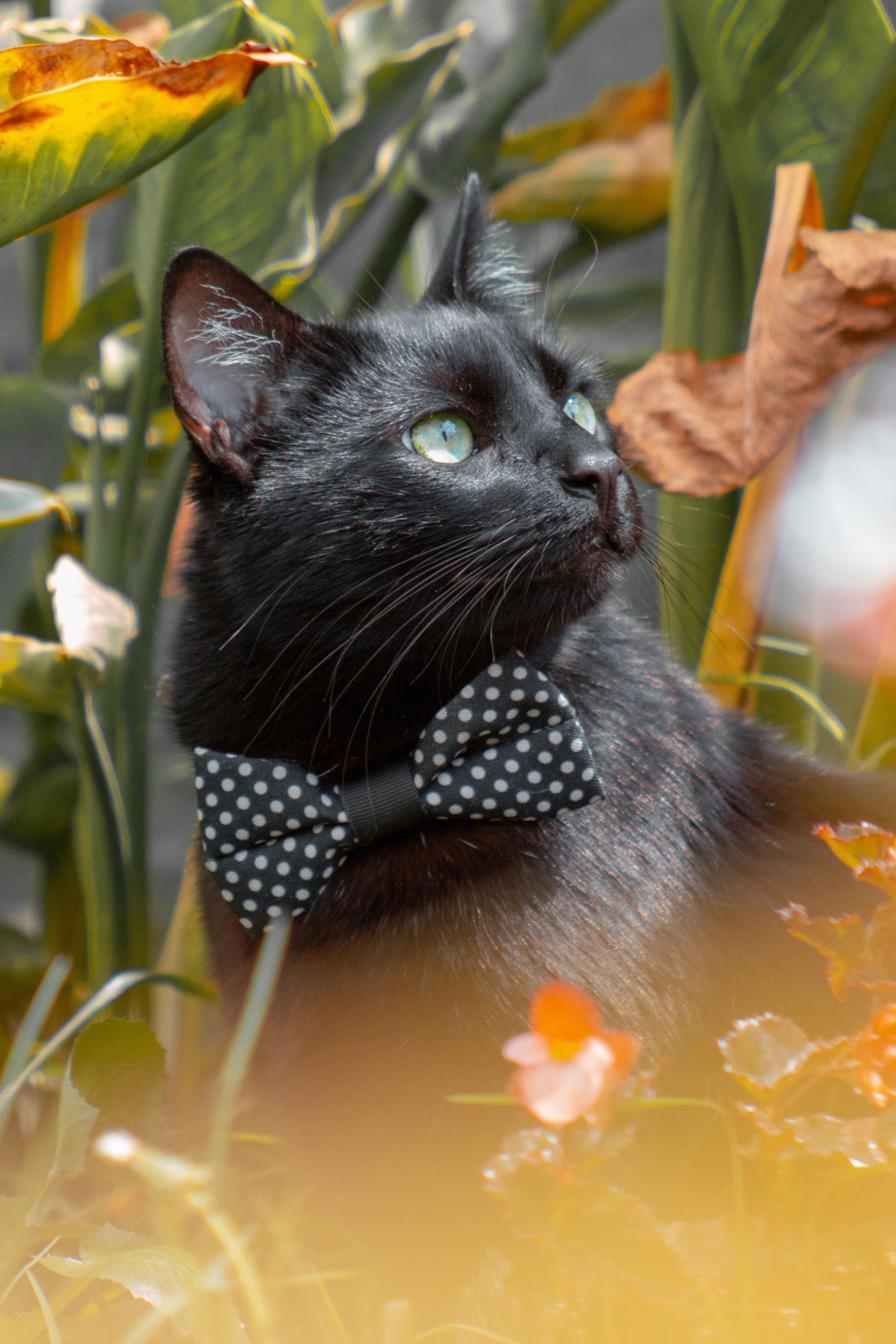 black cat with bow tie