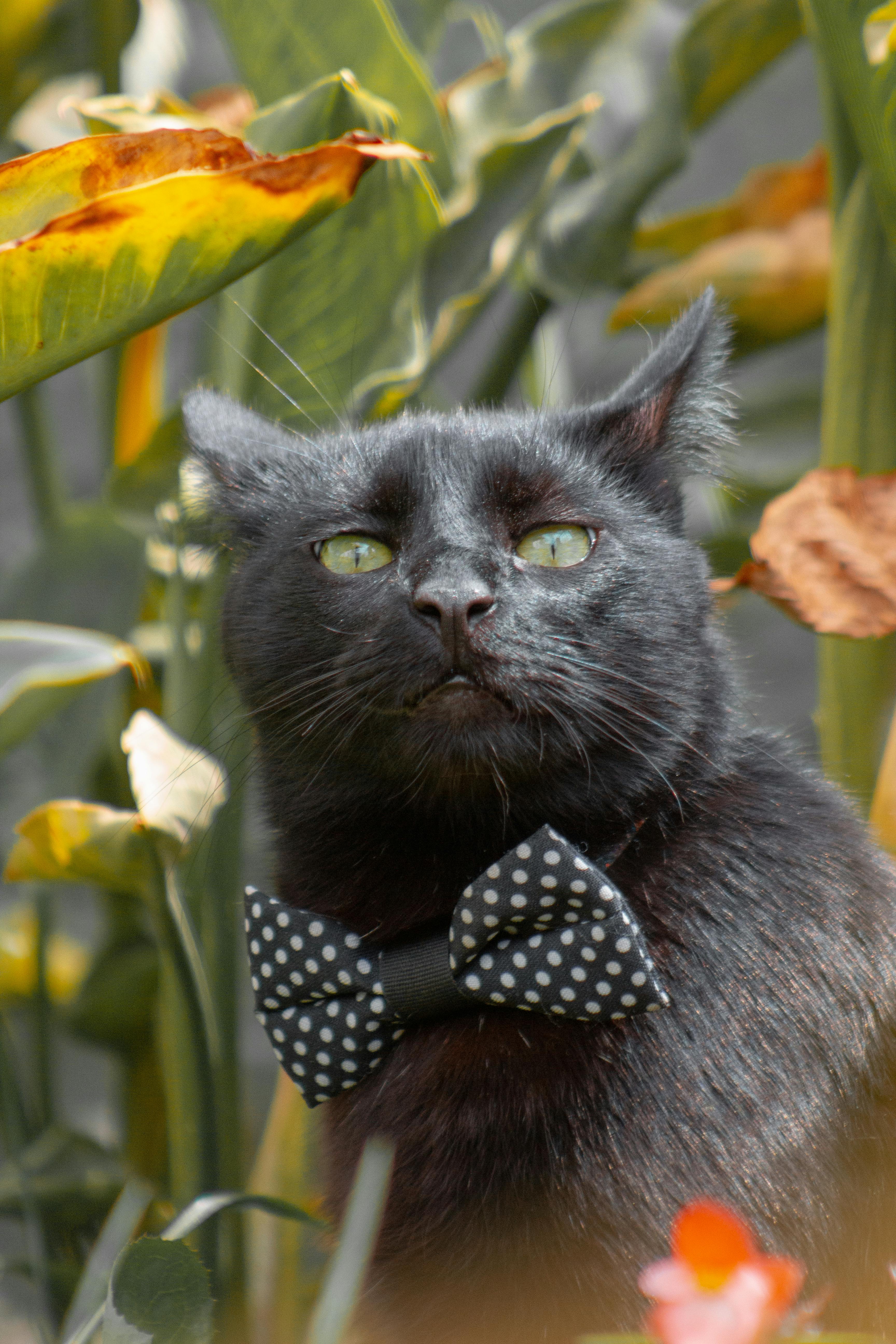 black cat with tie