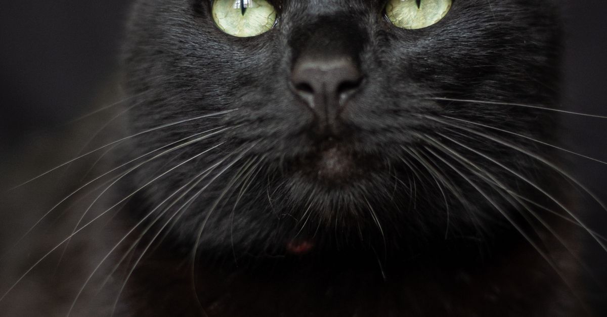A Black Cat In Close Up Photography Free Stock Photo a-black-cat-in-close-up-photography-free-stock-photo