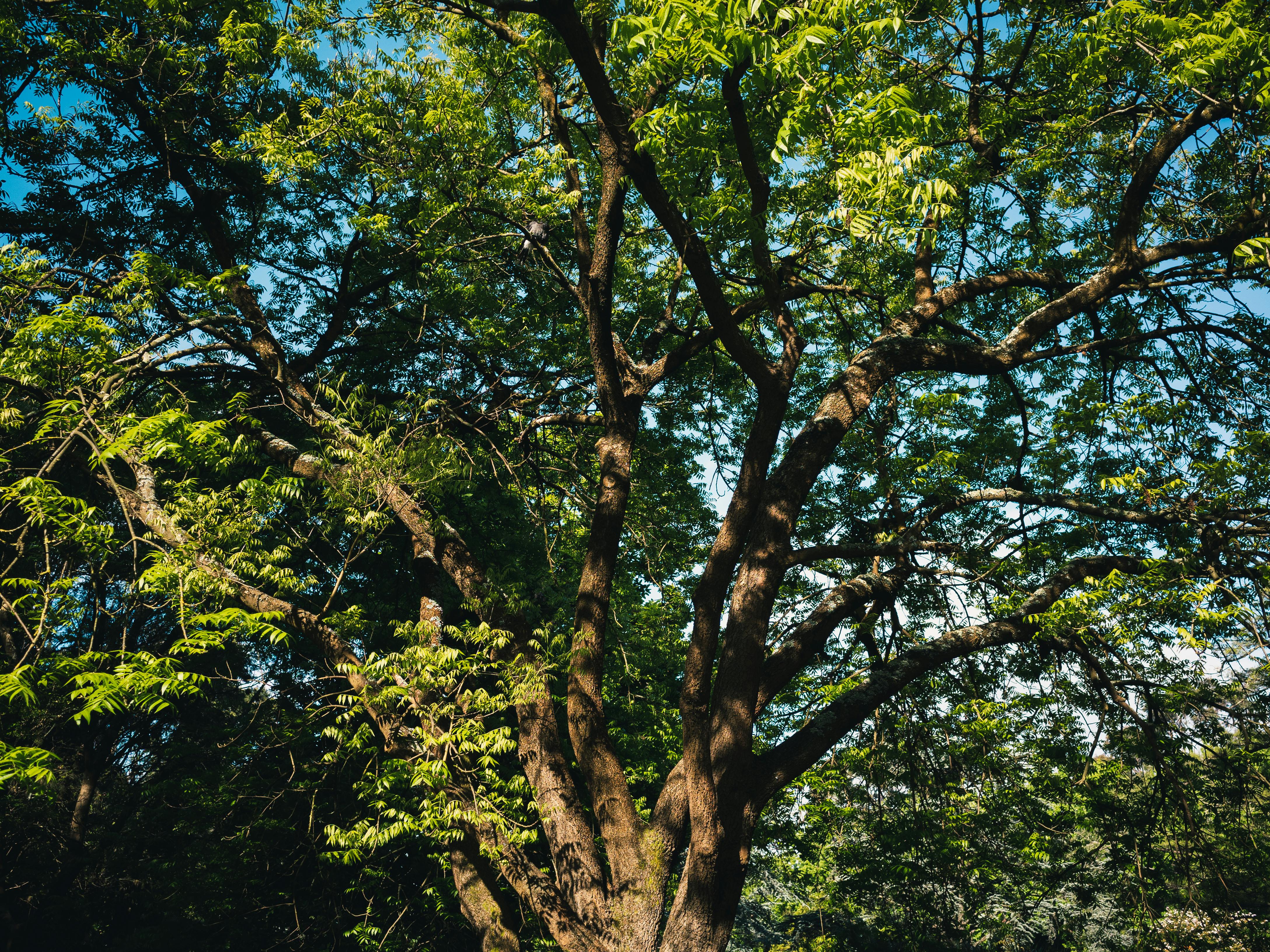 Green Leaves on Tree · Free Stock Photo