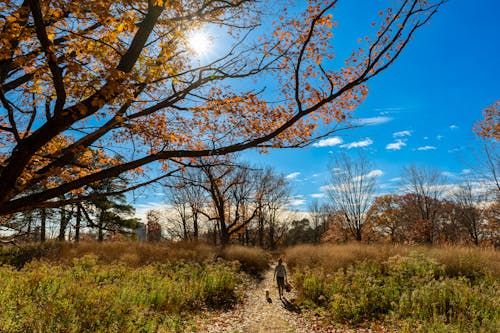 Woman Walking with Dog on Dirt Road