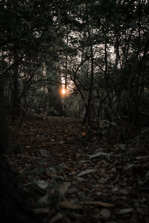 Foto d'estoc gratuïta de arbres, bosc, camí de carro