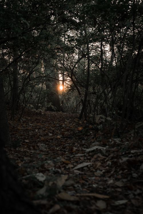 Free Discover tranquility along a sunlit forest trail during twilight, surrounded by nature's beauty. Stock Photo
