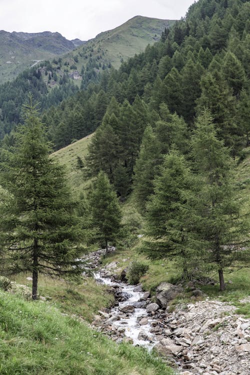 Bezpłatne Darmowe zdjęcie z galerii z alpy, dolina, drzewa Zdjęcie z galerii