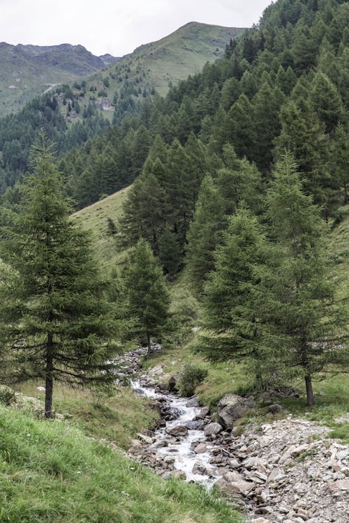 Immagine gratuita di acqua, alberi, alpi