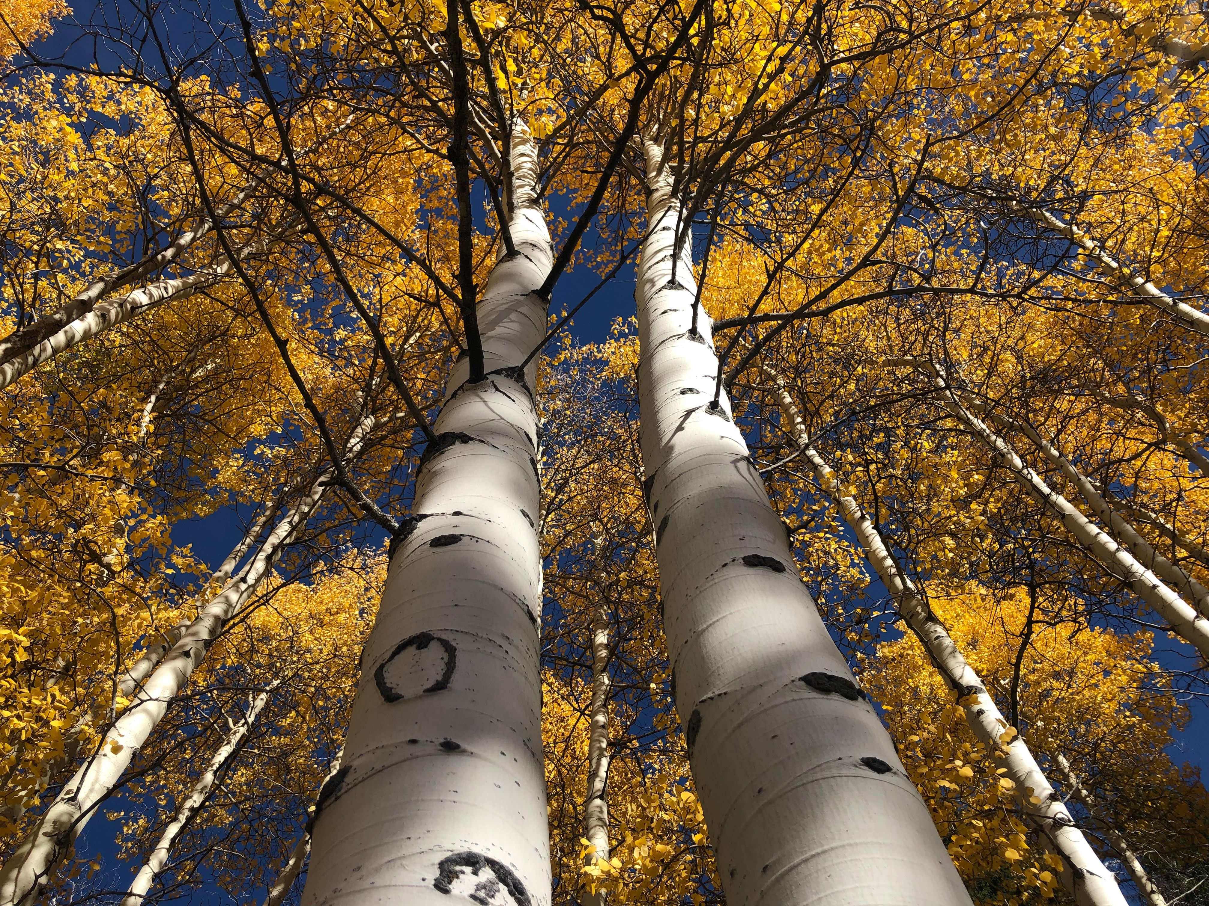 Diversified Energy to Acquire Birch for $1.8 Billion