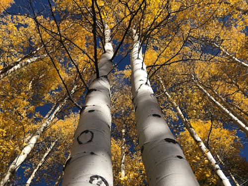 Low Angle Shot of Birches with Yellow Leaves in Autumn 