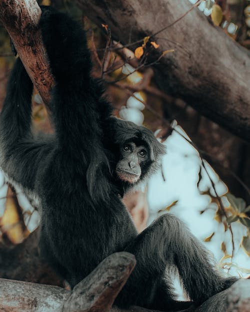 ağaç, asya maymunu, dikey atış içeren Ücretsiz stok fotoğraf