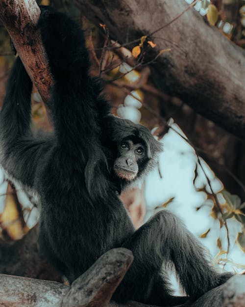 Foto profissional grátis de animais selvagens, animal, árvore