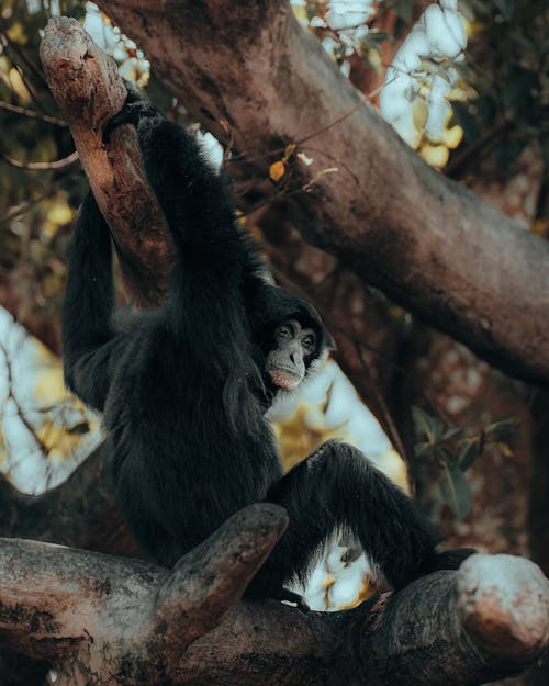 Black Monkey on Brown Tree Branch